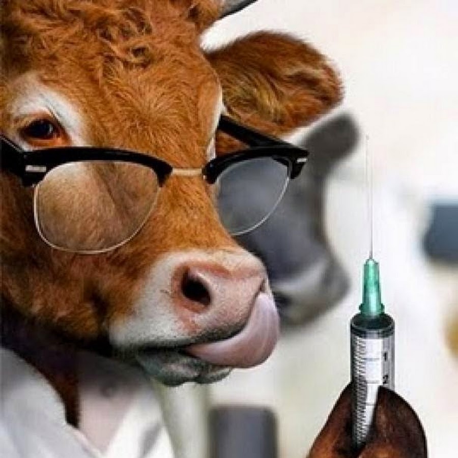 Корова доктор