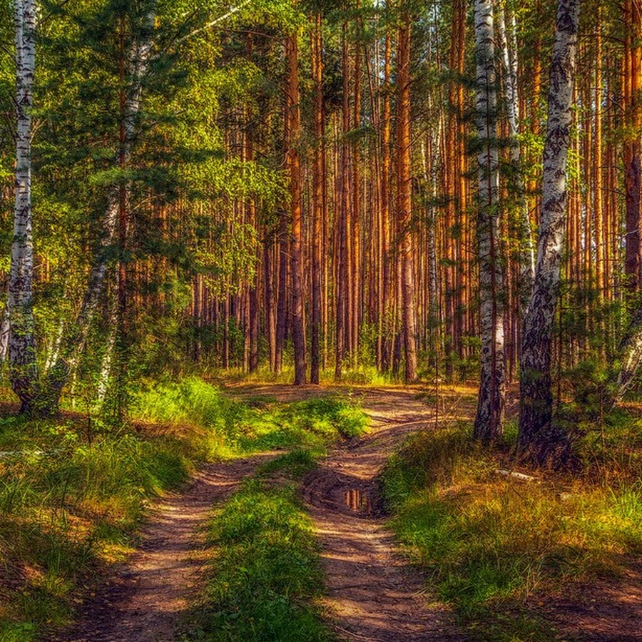 Фото смешанного леса в хорошем качестве