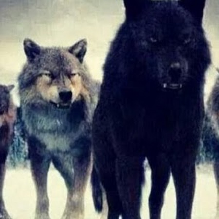 Черный волк из сумерек фото