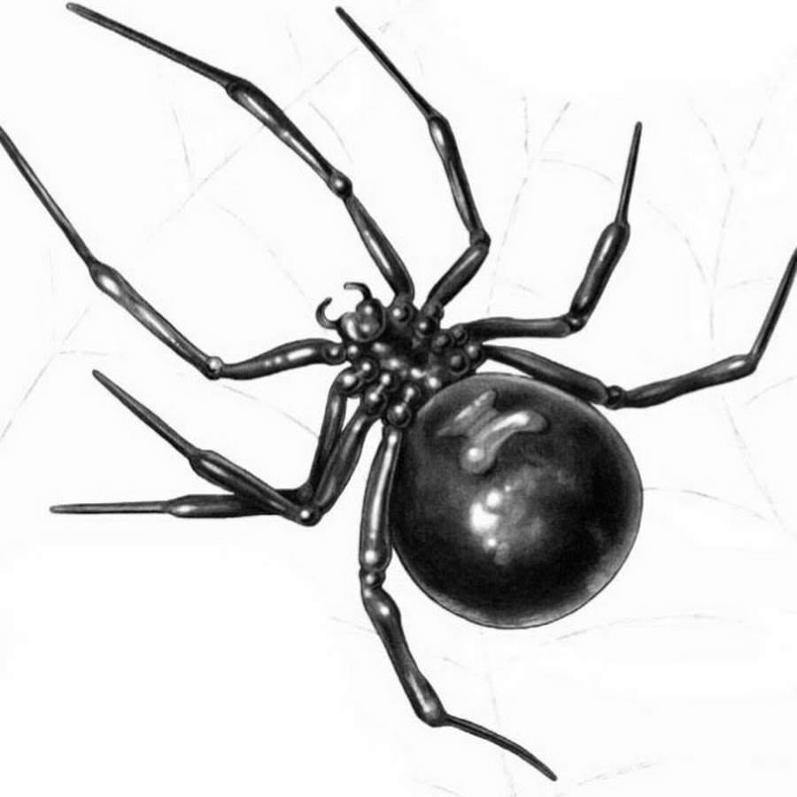 Скорпион каракурт. Строение паука черная вдова. Каракурт паук. Паук Каракурт рисунок. Класс паукообразные паук чёрная вдова.