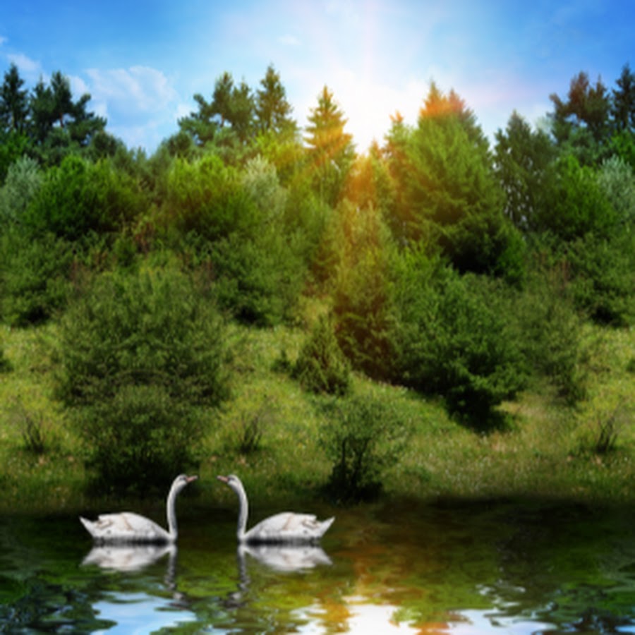 Живая природа города. Птицы на озере. Природа пруд. Лебеди на озере. Красивые пейзажи с лебедями.