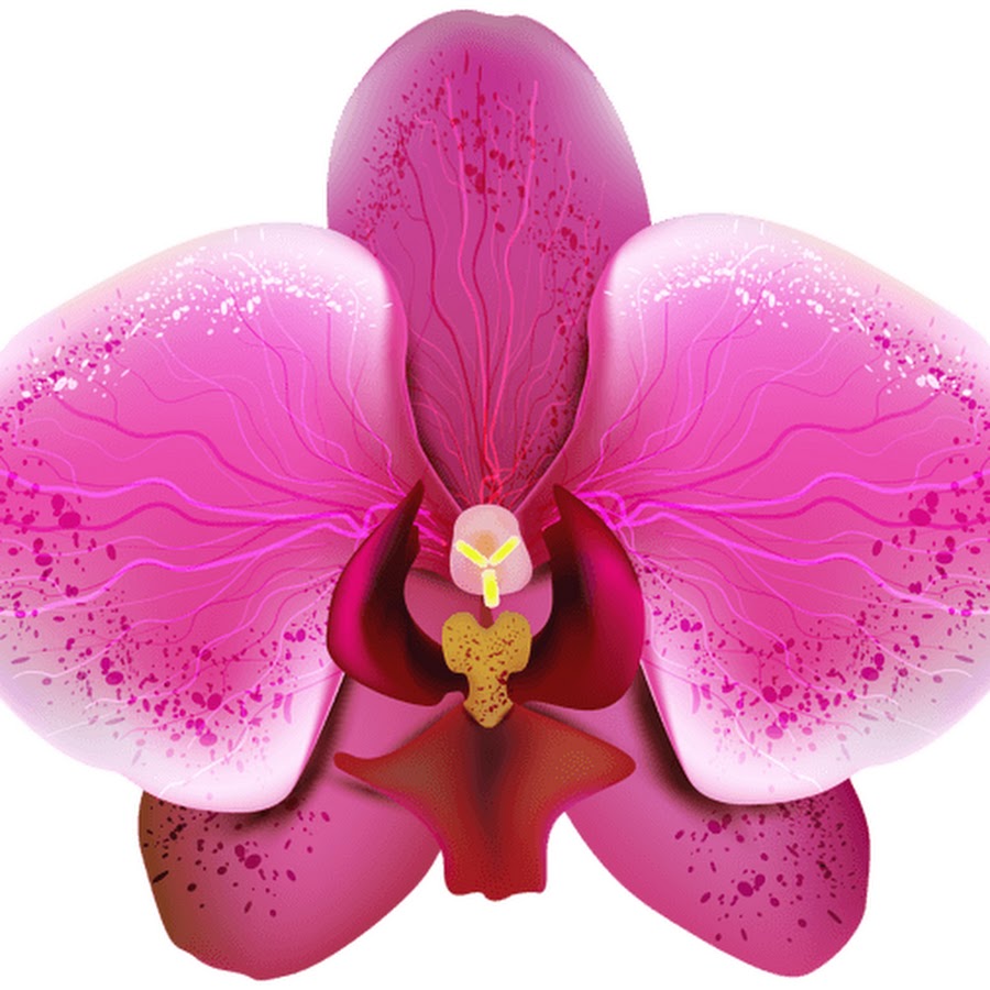 Орхидея лепесток