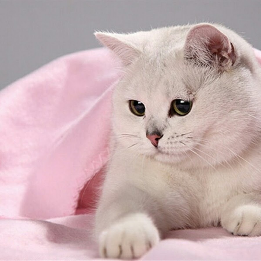 Британский кот розовая шиншилла
