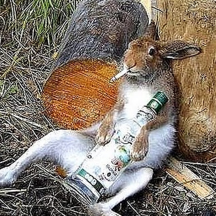 Пьяный заяц