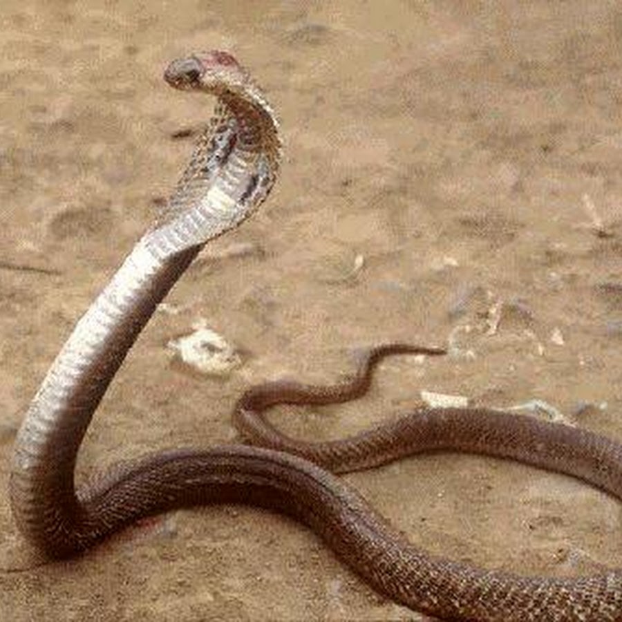 Филиппинская Кобра. Змея Филиппинская Кобра. Плюющаяся Черношейная Кобра. Какое тело у змеи