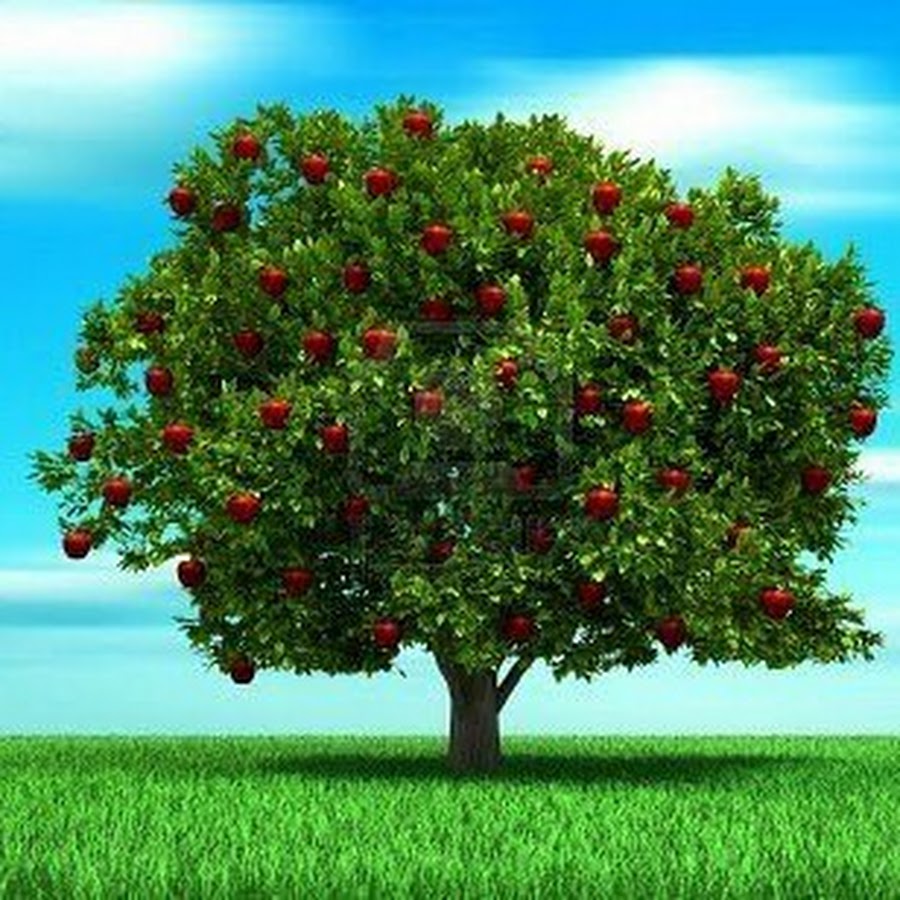 Яблоня дерево символ. Яблоня дерево. Красивое дерево с плодами. Яблоня с яблоками на белом фоне. Фон яблоки на дереве.
