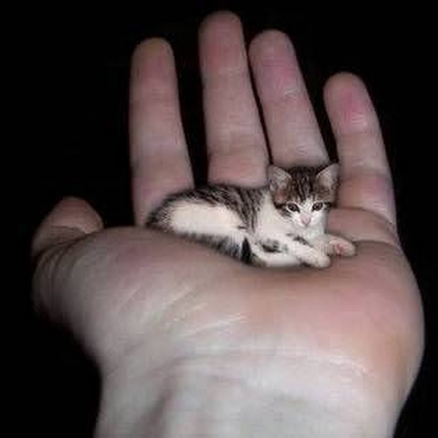 Самая маленькая кошка в мире