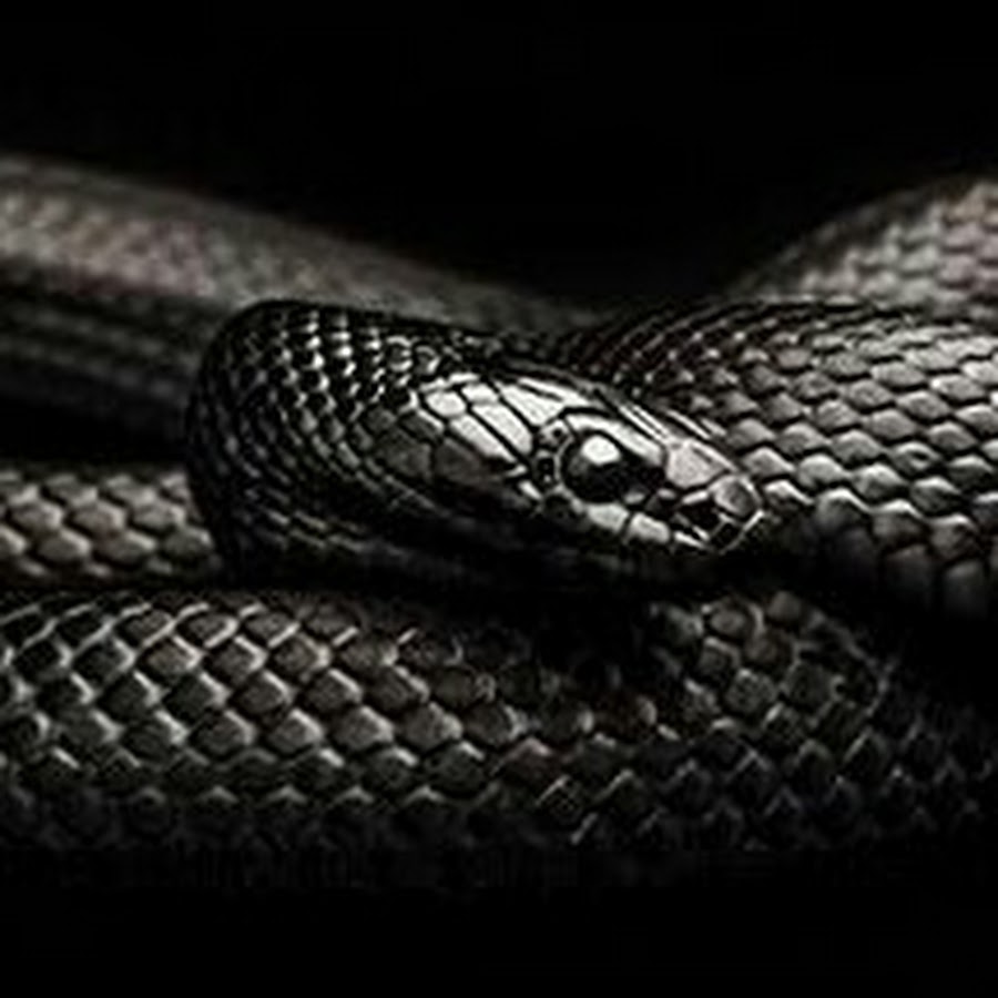 Черная змея обои на телефон