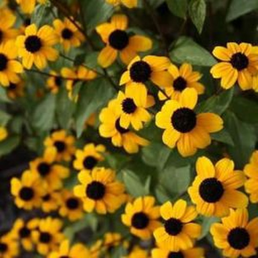 Желтый коричневый черный. Рудбекия трехлопастная (Rudbeckia triloba). Рудбекия однолетник. Рудбекия черноглазка. Рудбекия многолетняя мелкоцветковая.