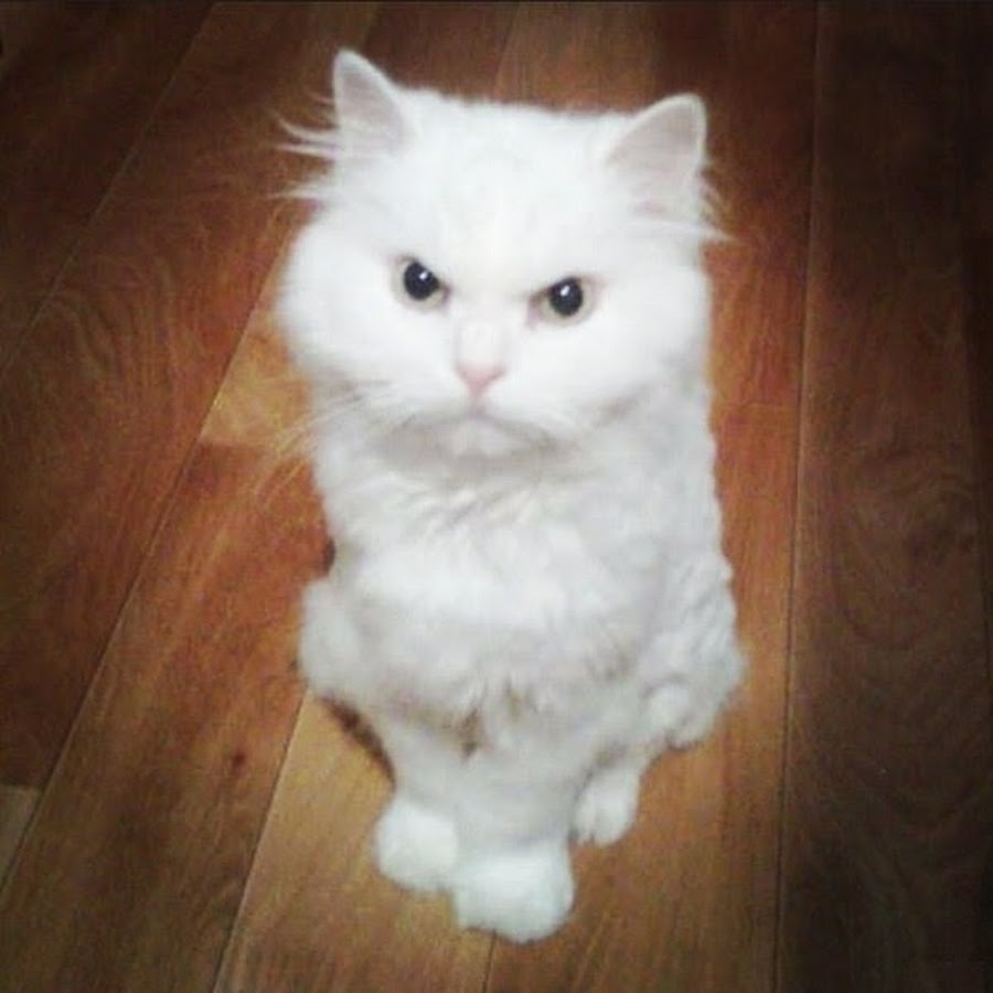Белый недовольный котенок