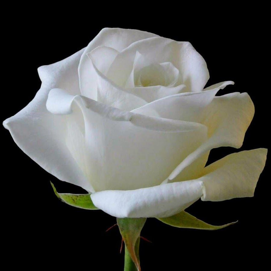 Кипельно белые розы