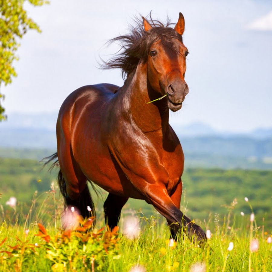 Конь звонкий. Кони на лугу. Лошади на природе. Красивые лошади. Лошадь в поле.