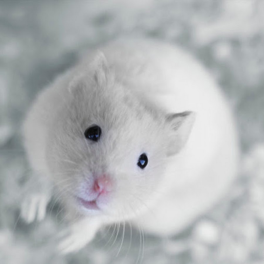 Мышонок джунгари белый