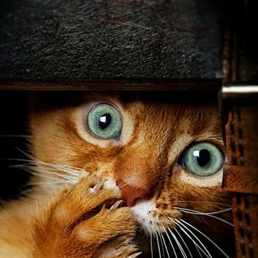 Кот с испуганными глазами