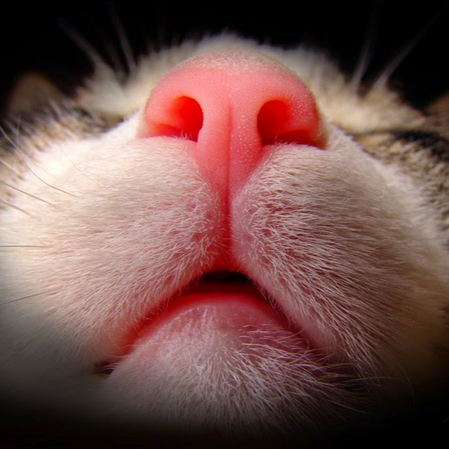 Кот со смешным носом