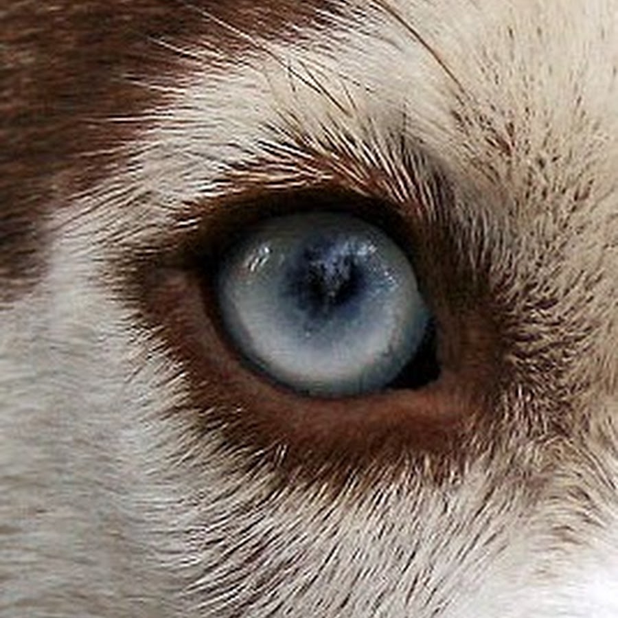 Название животного глаза. Глаза животных. Зрачок волка. Глаза собаки. Необычные глаза животных.