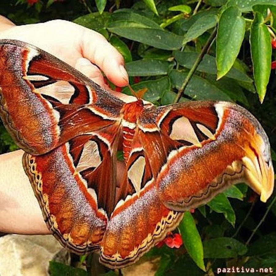 Павлиноглазка атлас Attacus Atlas