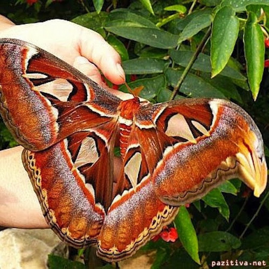 Павлиноглазка атлас Attacus Atlas