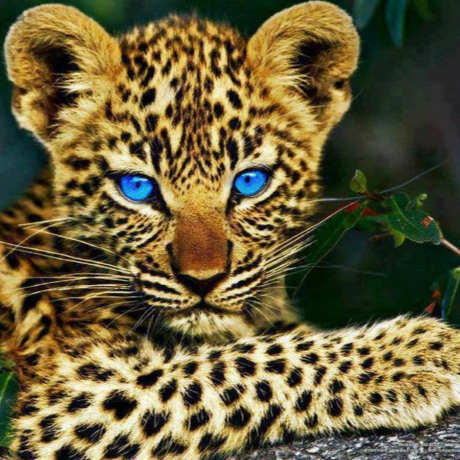 Переднеазиатский леопард детеныш