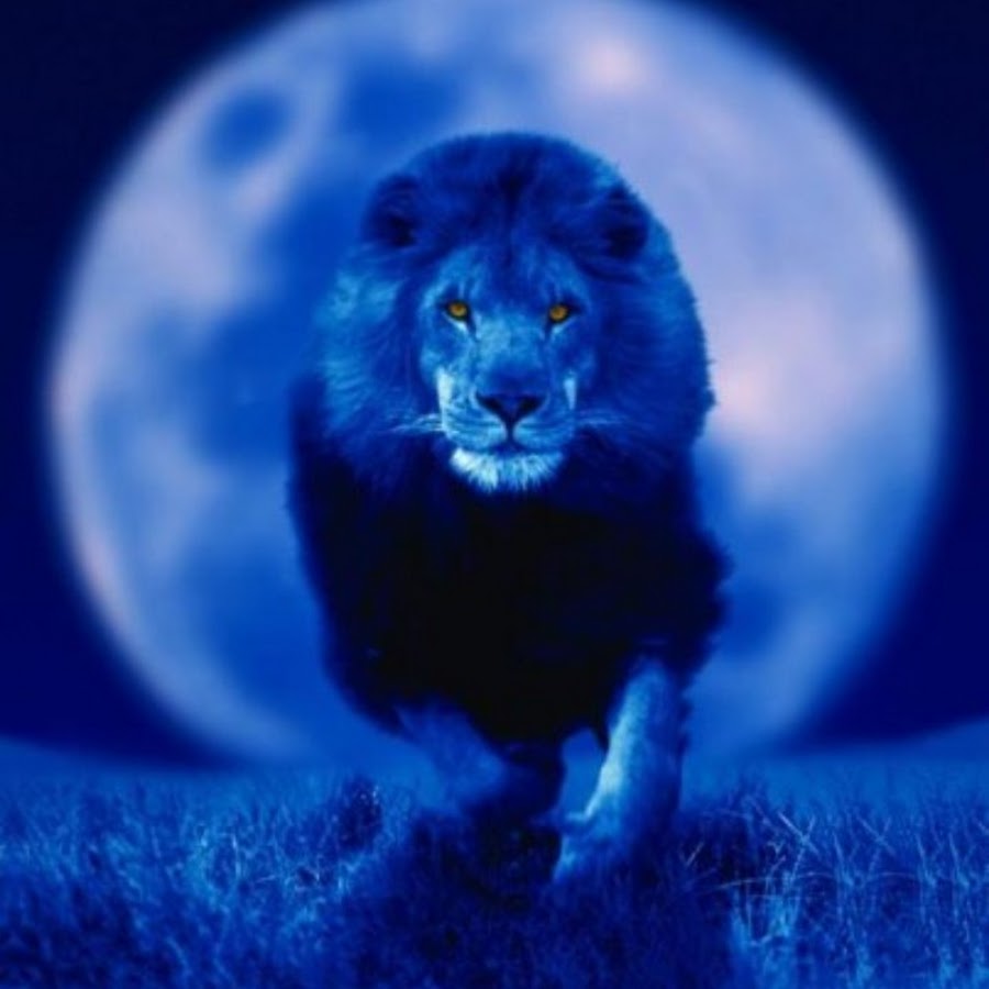 Синий лев