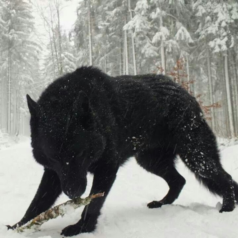 Огромный черный волк