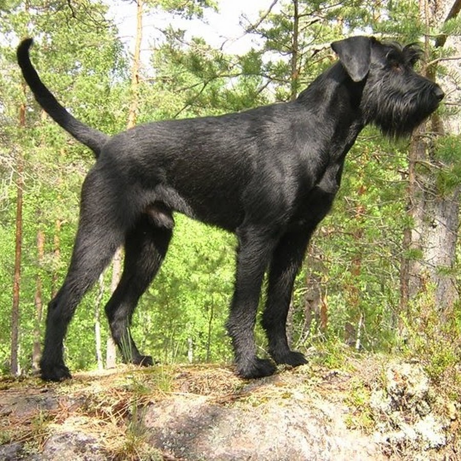 Немецкая порода собак Ризеншнауцер