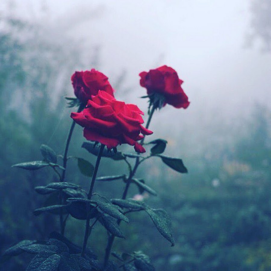 Туманные цветы