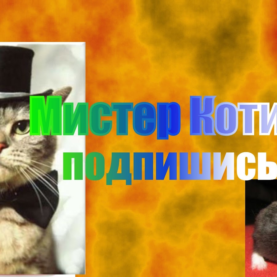 Коралловый мистер кот. Мистер кот ютуб. Мистер кот привет. Мистер кот из английского правительства.