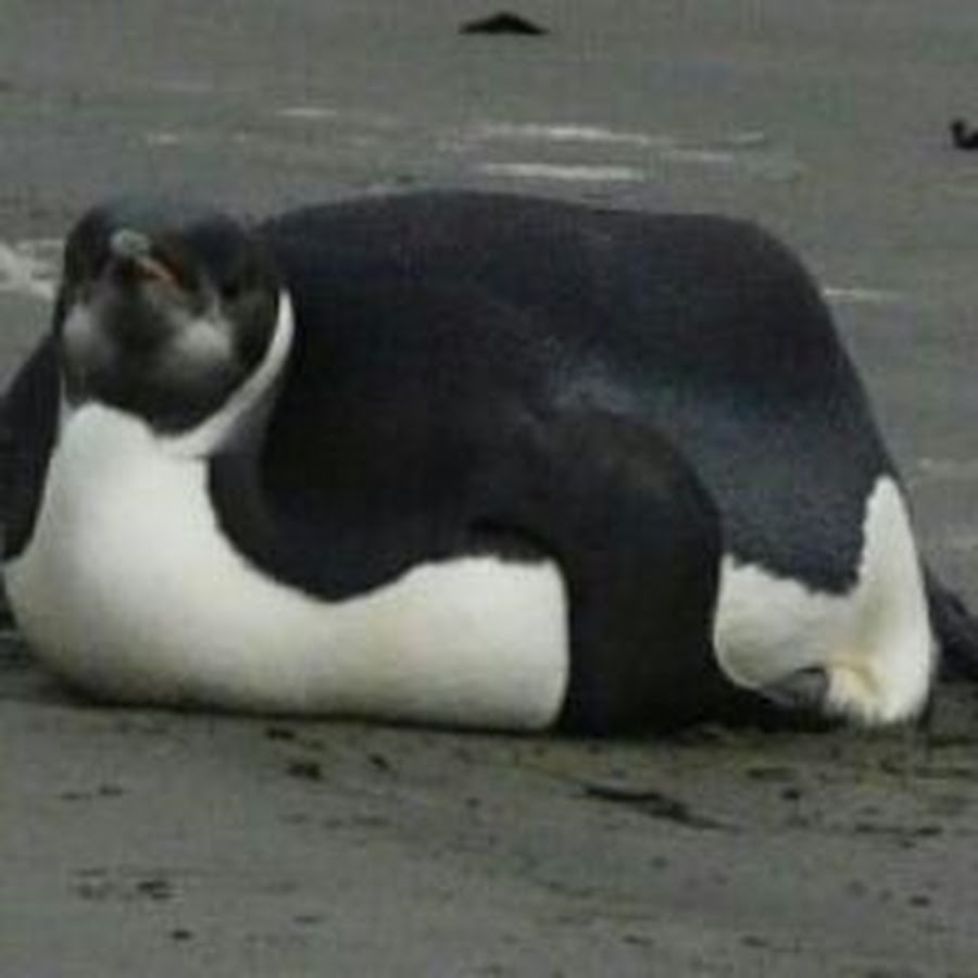 Глупый пингвин прячет тело жирное. Толстый Пингвин. Толстожопый Пингвин. Пингвин жирное в утесах.