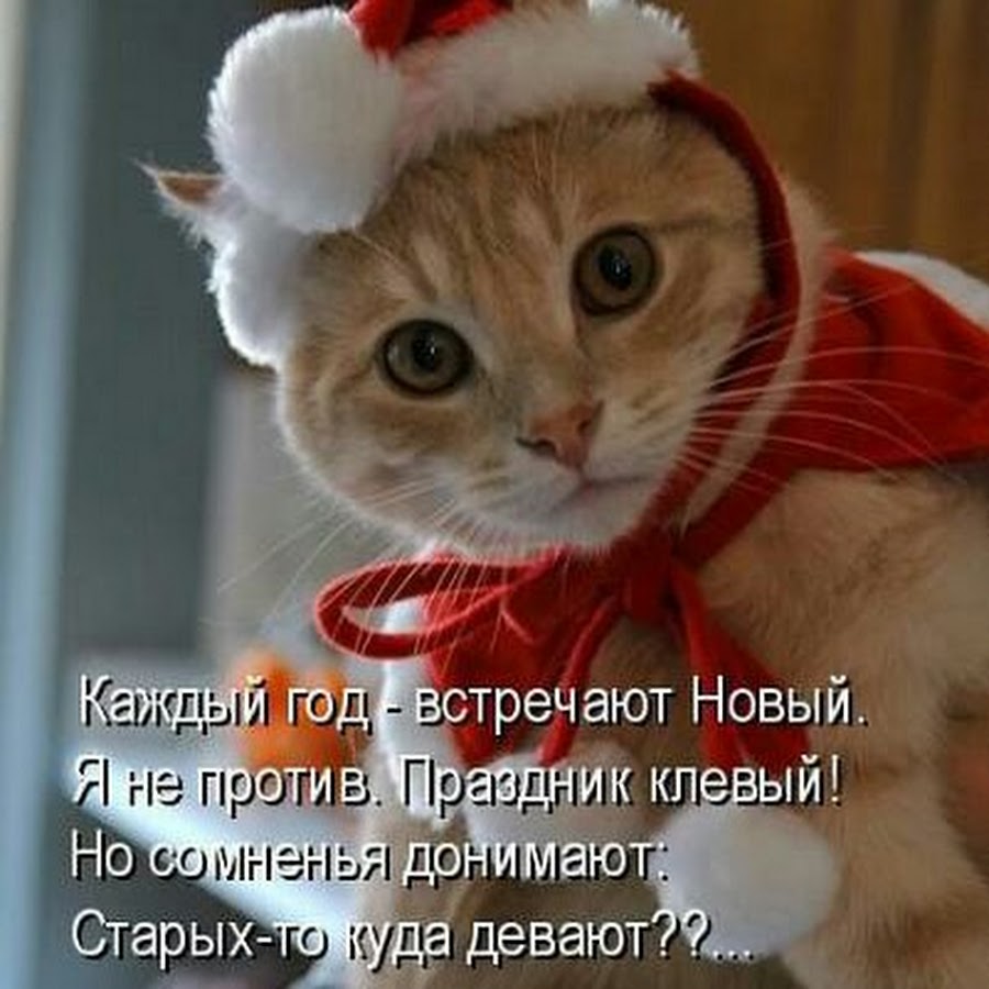 Котята в новогодних шапочках