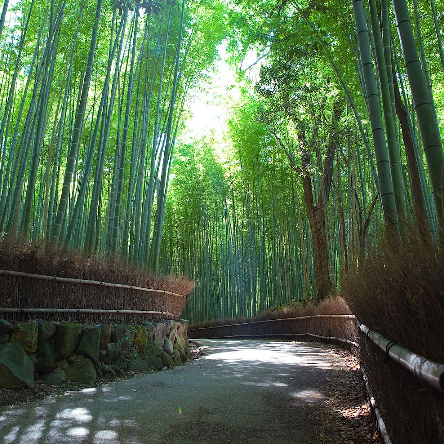 Бамбуковый лес Сагано, Арасияма, Япония