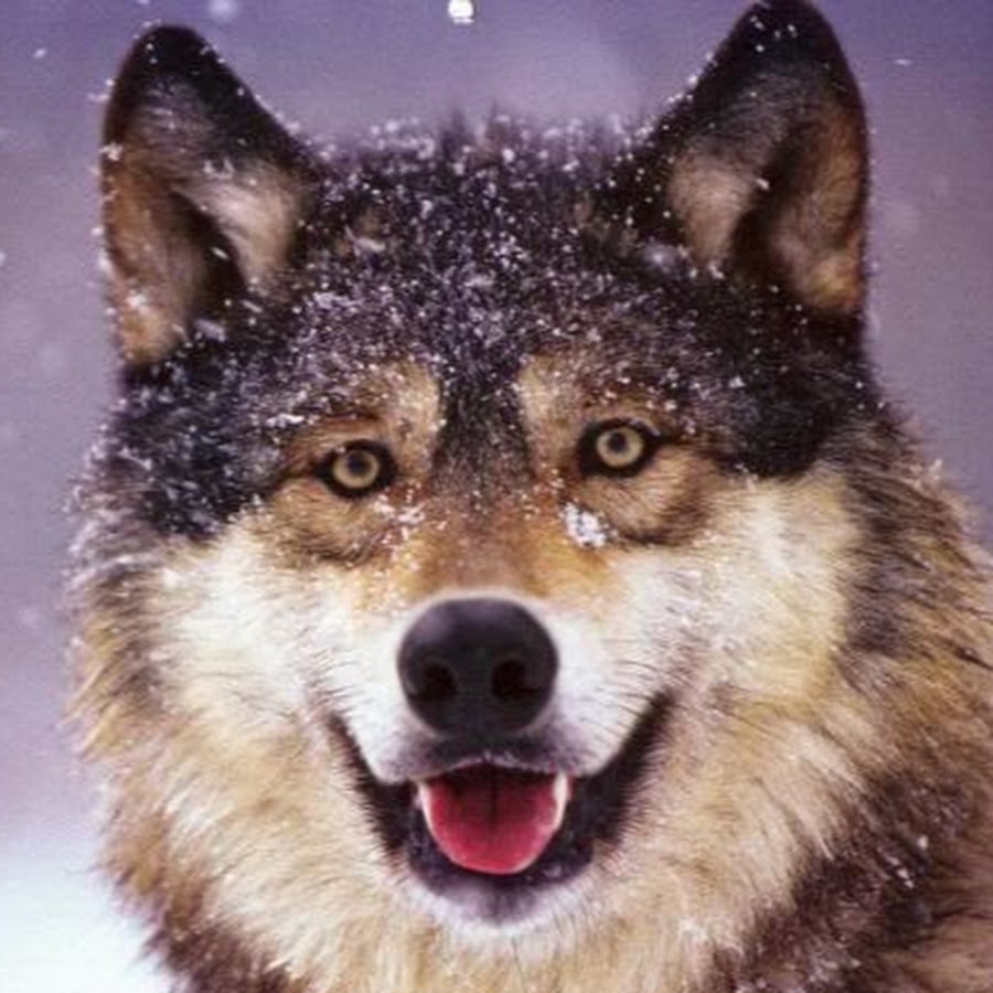 Happy wolf фото