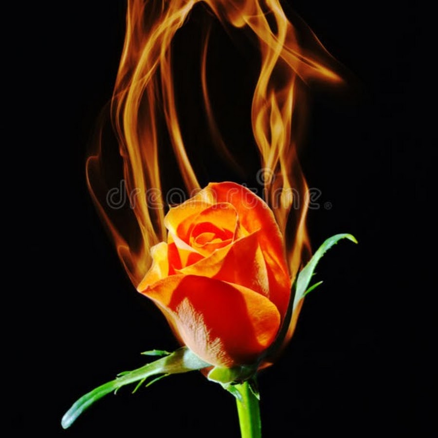 Роза Огненная земля