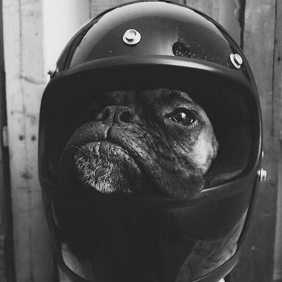 Собака в шлеме