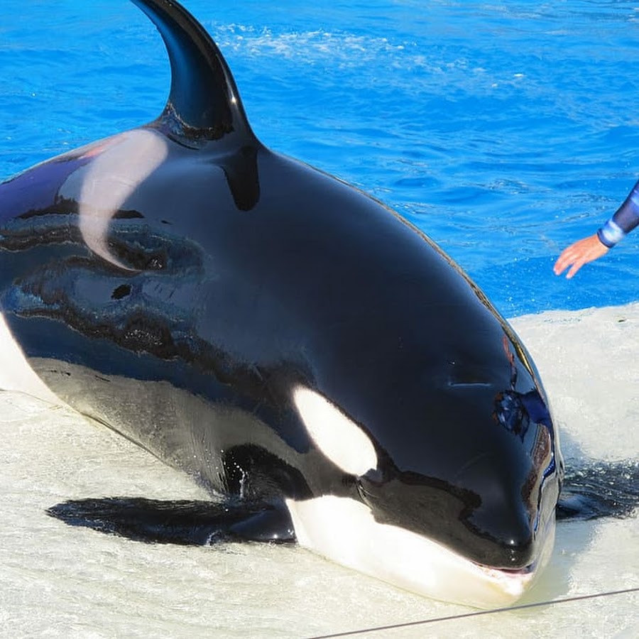 AGIKgqPi36GRGOiVqN0GEIovRvBdhWfv4j23MNkF0PDvhas=s900ckc0x00ffffffnorj