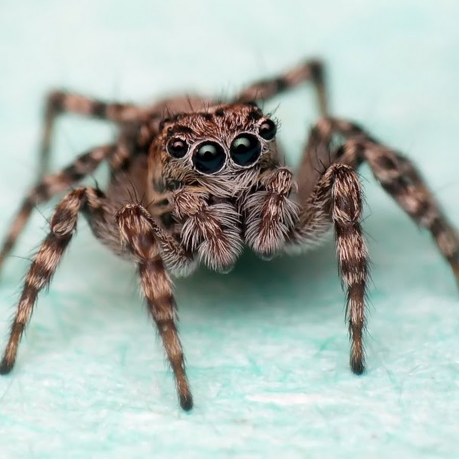 Как зовут паука. Паук скакунчик. Salticidae пауки-скакуны. Паук скакунчик домашний. Паук ПРЫГУНЕЦ.