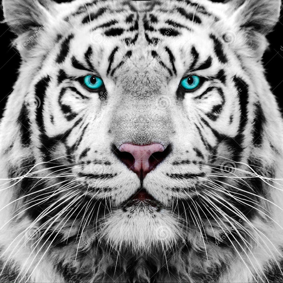 Фотообои черно-белый тигр