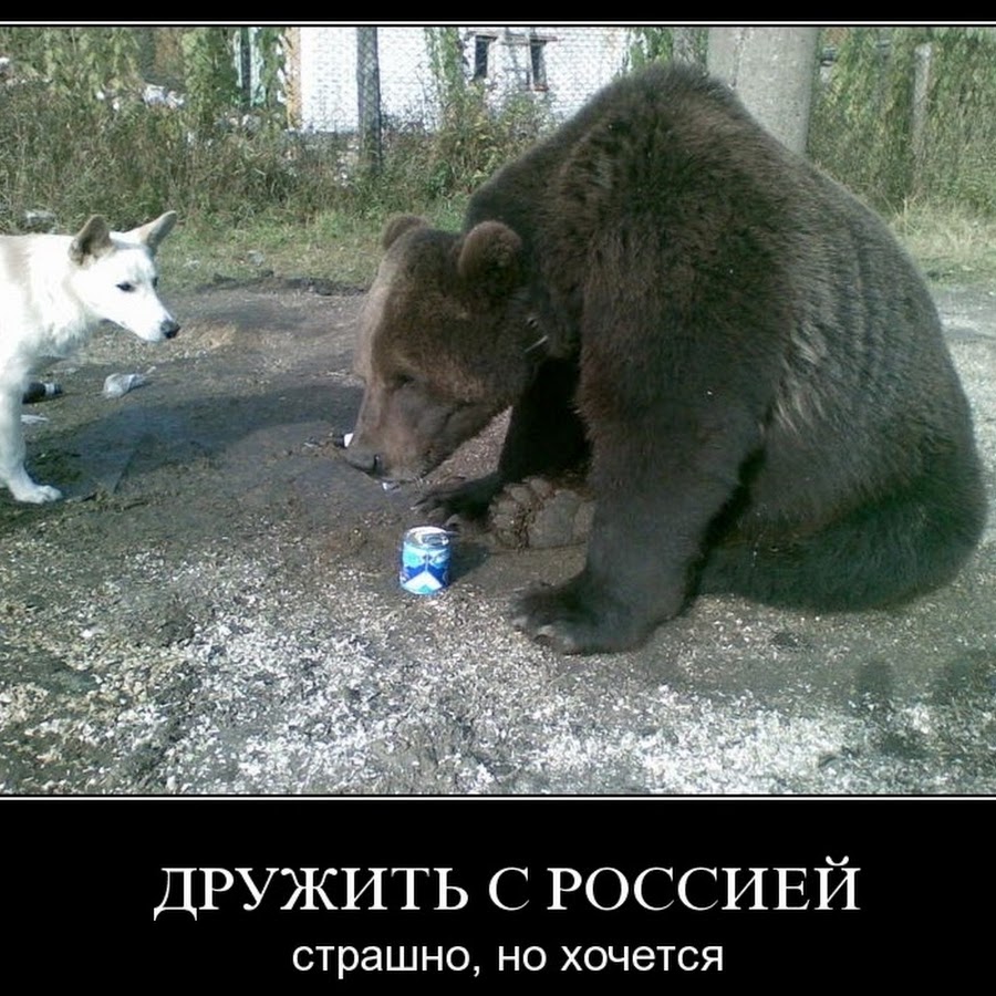 Медведи в России приколы