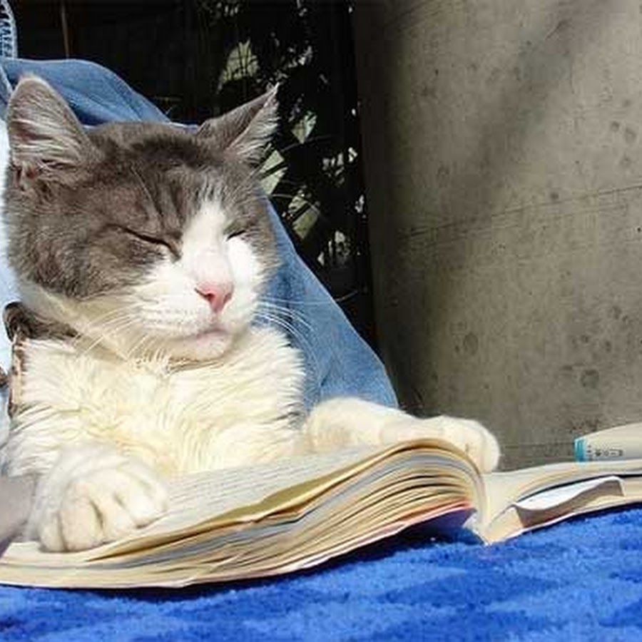 Cat reader. Кот читатель. Читающие коты. Кот с книжкой смешной. Кошка студентка.