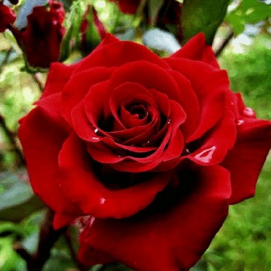 Распущенная красная роза