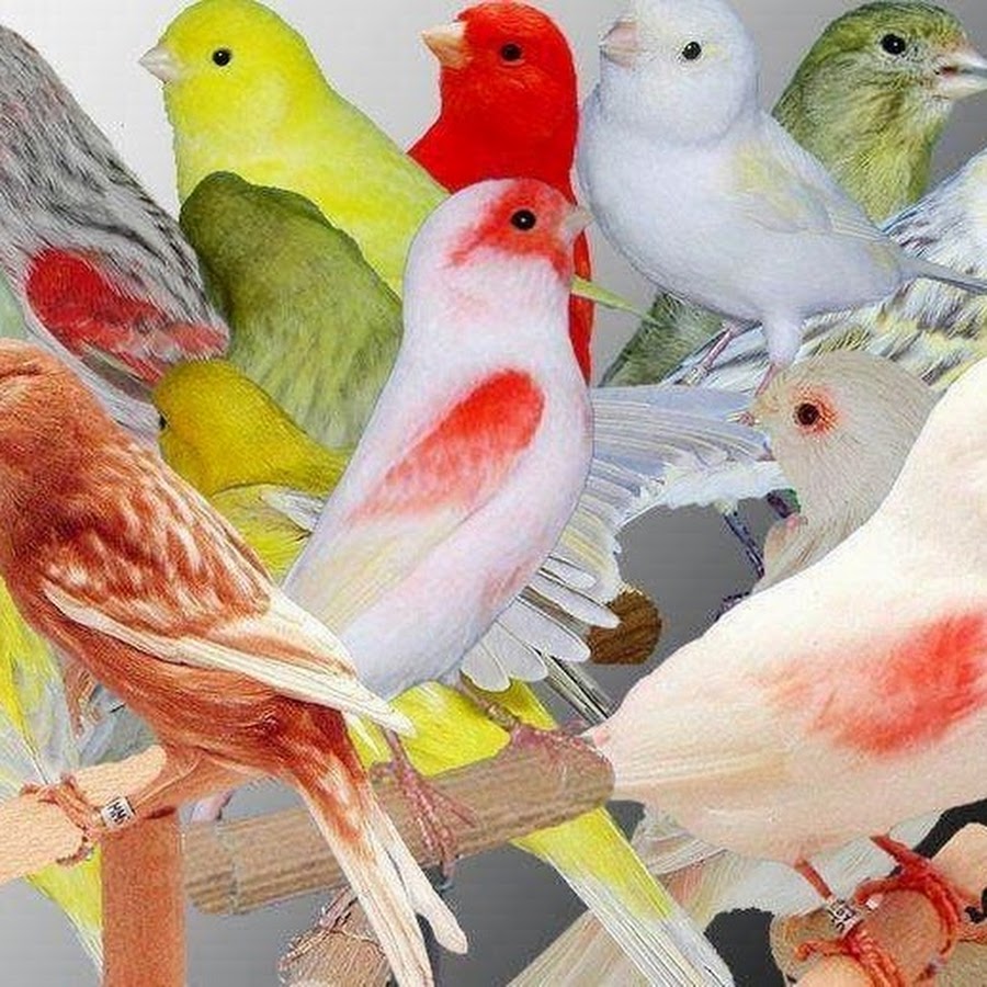 Птицы домашние декоративные