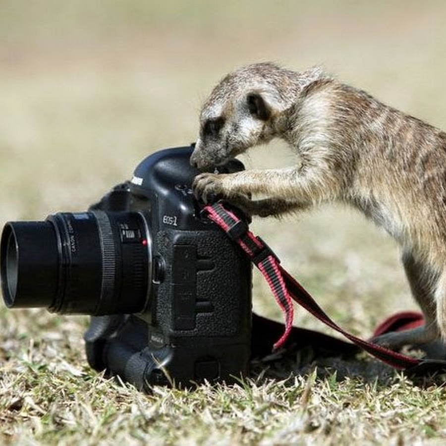 Животное с фотоаппаратом картинка