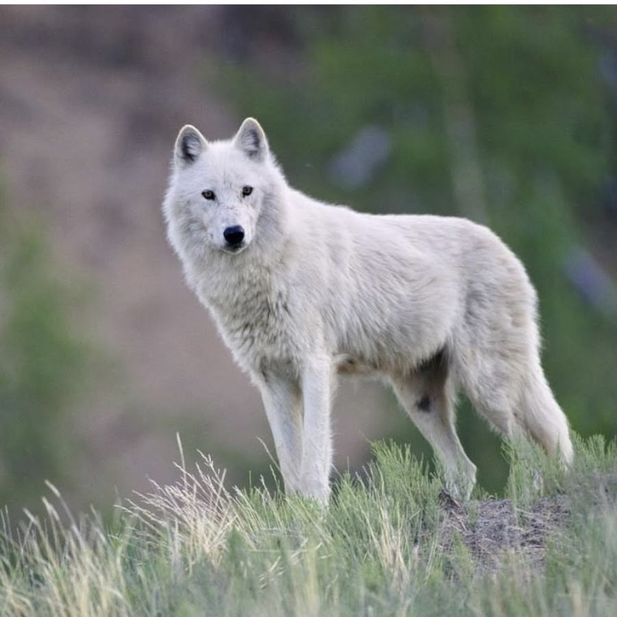 Тундровый Арктический волк