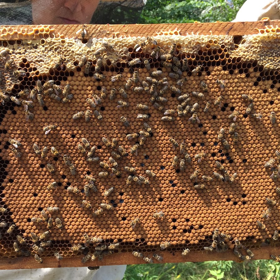 Виды маточников у пчел фото