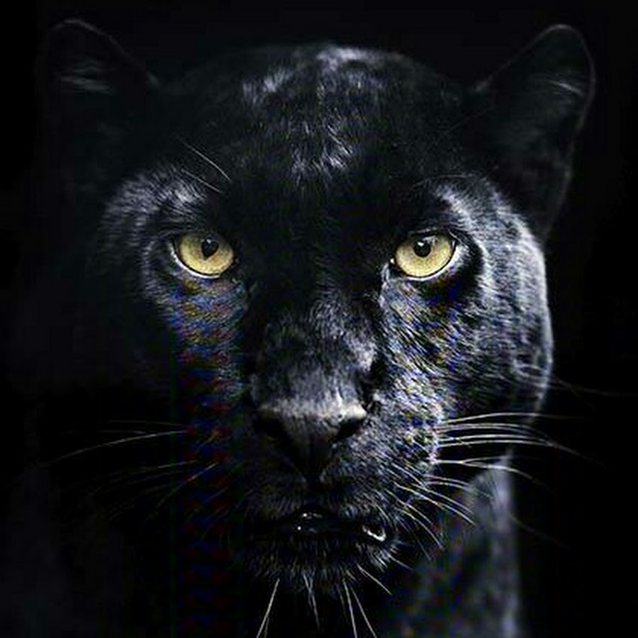 Пантера на черном фоне