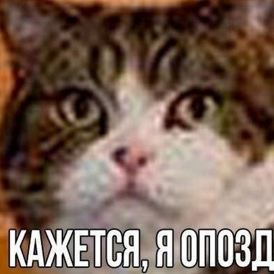 Котик опоздал