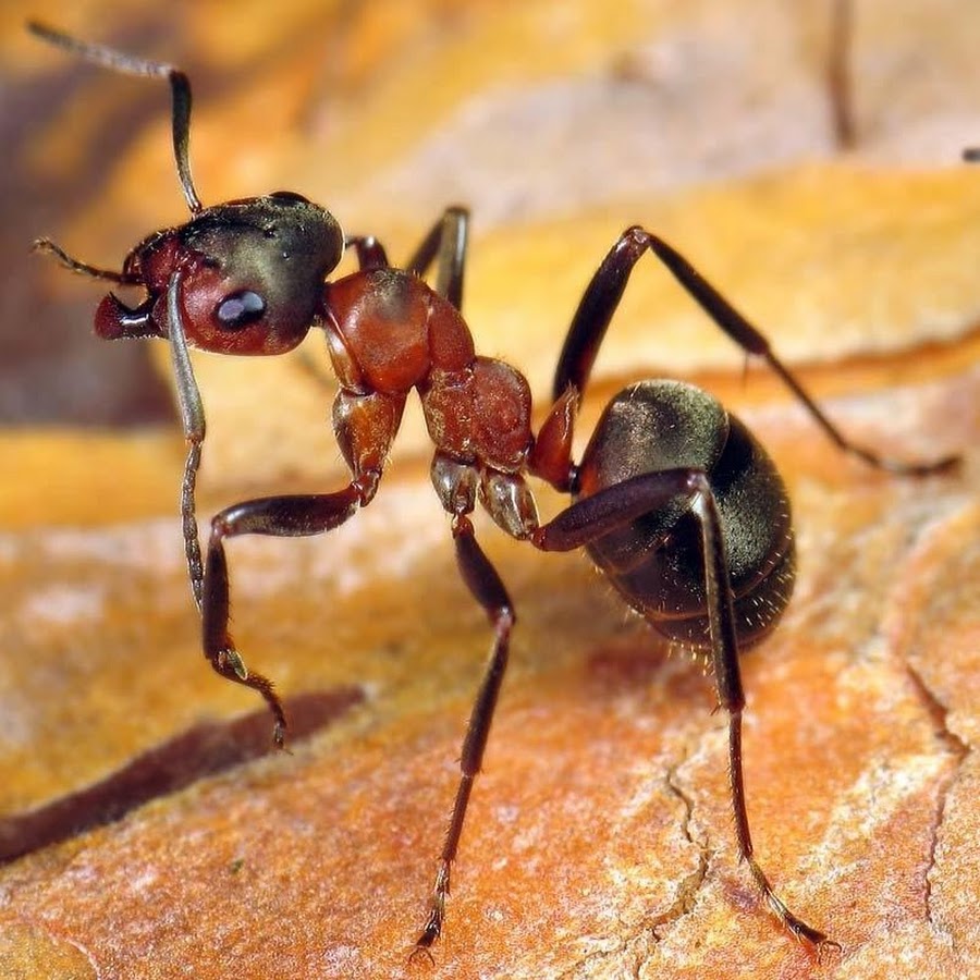 Муравей слушать. Рыжий Лесной муравей (Formica Rufa). Муравьи Формика Руфа. Перепончатокрылые муравьи. Рыжий Лесной муравей (лат. Formica Rufa).