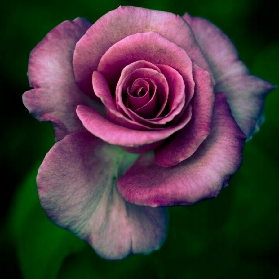 Редкий розовый цветок