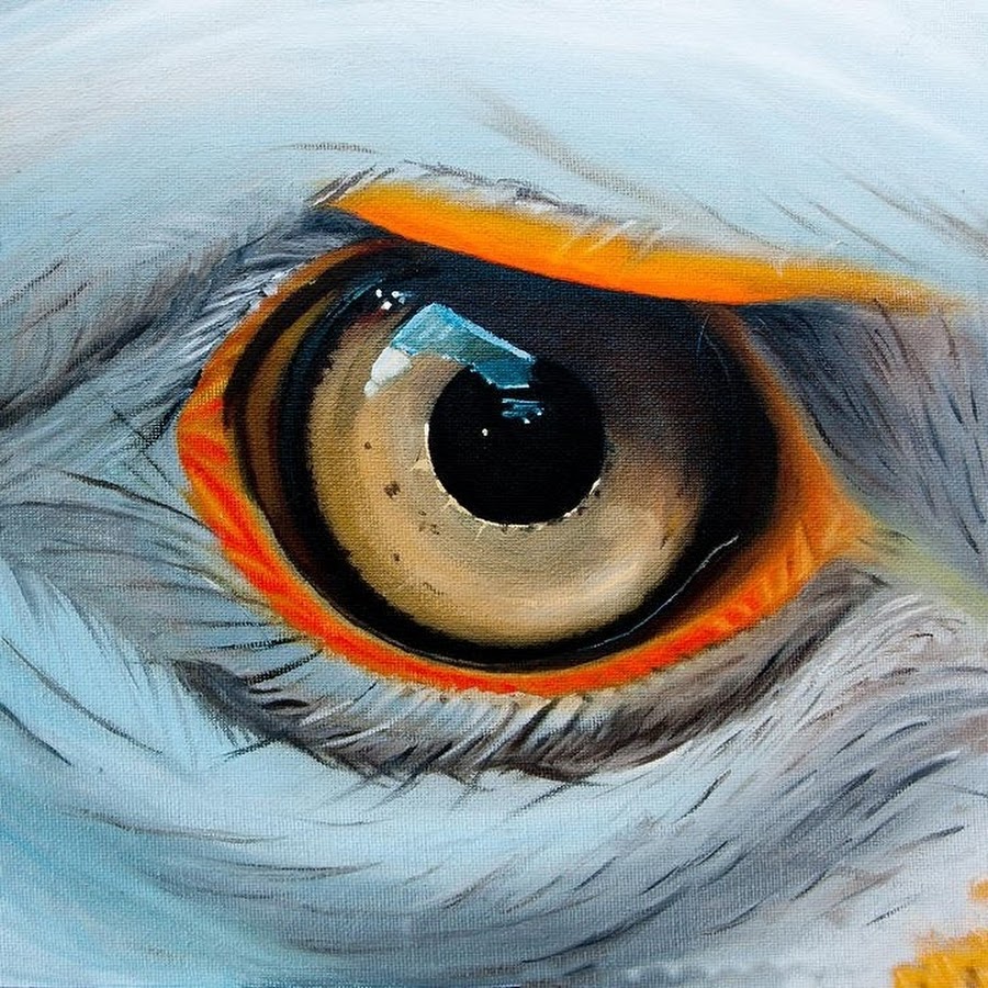 Глазки зорки. Глаз орла. Глаз Сокола. Глаз ястреба. Птичий глаз.