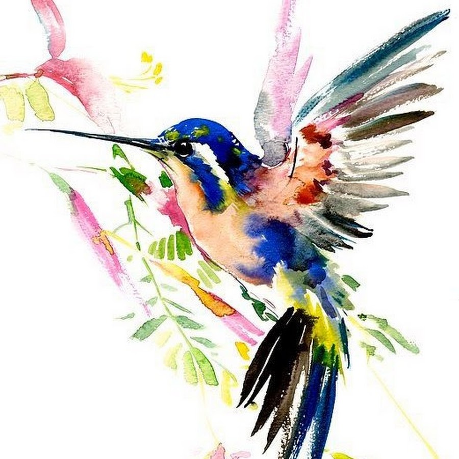 Яркие птицы рисунки
